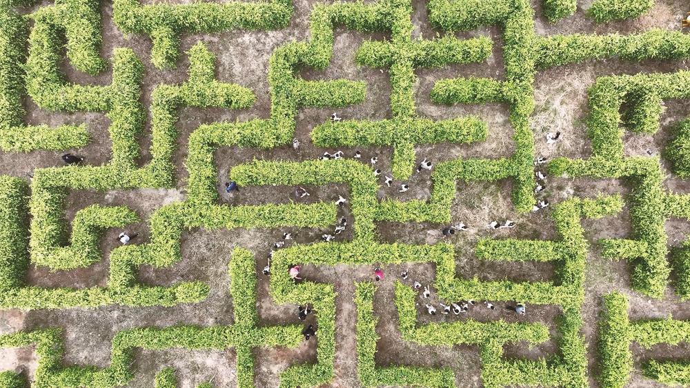 石狮首个“植物迷宫”开园 探索发展村集体经济“新赛道”(图1)